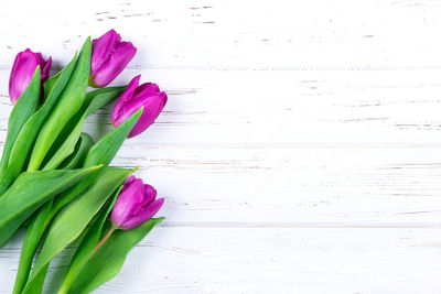 Close-up of pink tulip on table