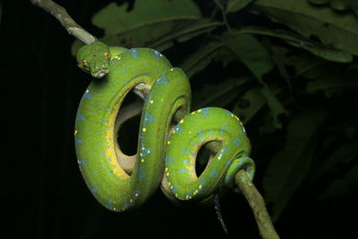 Close-up of green lizard