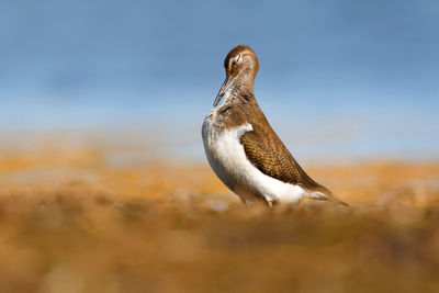 Close-up of a bird