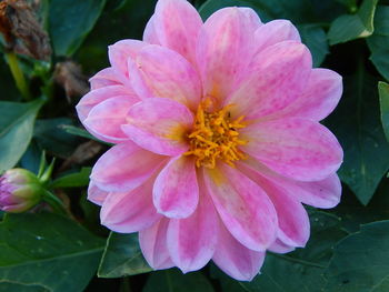 Close-up of pink flower