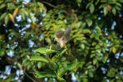Bird flying over plants