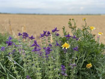 Close-up of purple flowering plants on field