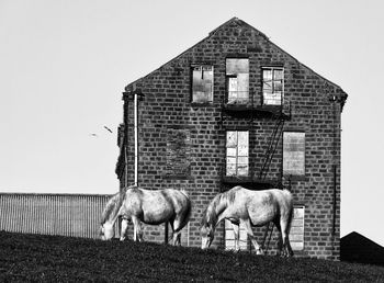 Horses grazing against abandoned house