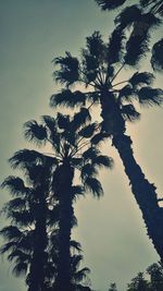 Low angle view of palm trees