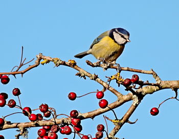Low angle view of bird perching on tree