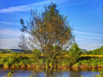 Reflection of trees in lake