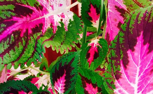 Close-up of pink flower plant