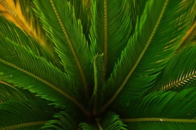 Palm tree in an andalusian garden