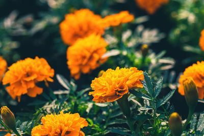 Closeup of orange marigolds with green leaves in garden