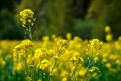 Close-up of yellow flowering plants on field