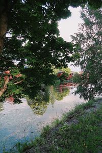 Reflection of trees in water