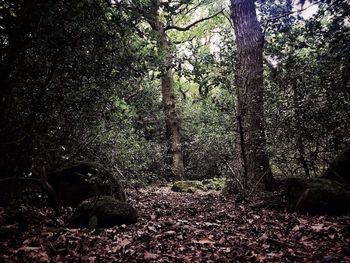 Trees in forest