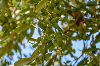 Low angle view of leaves growing on tree