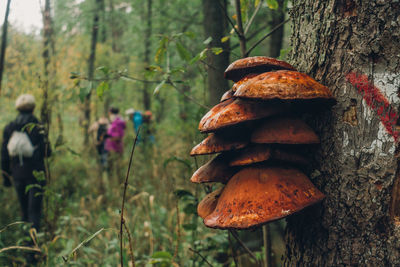 Close-up of mushrooms growing on tree trunk in forest