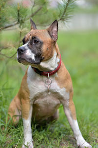 Dog looking away on field