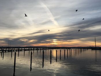 Silhouette birds flying over sea against sky