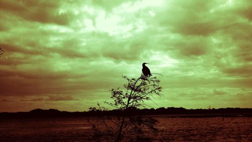 Silhouette bird on a tree