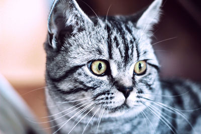 Close-up portrait of a cat