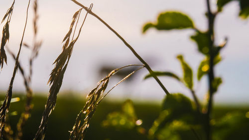 Close-up of grass growing on field against sky