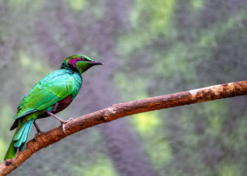 Close-up of bird perching on branch