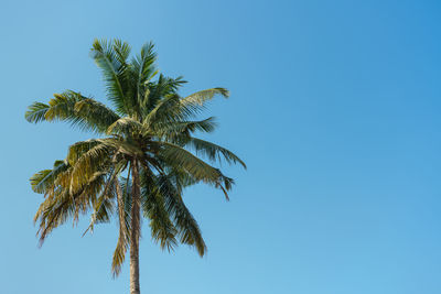 Low angle view of palm tree against clear blue sky