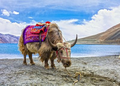 View of horse on the beach