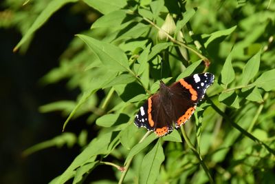 Butterfly on leaf