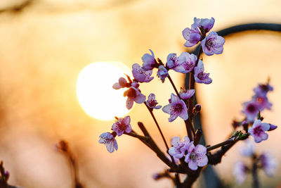 Close-up of purple flowering plant