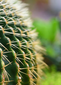 Close-up of cactus plant growing on field