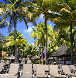 Palm trees on beach against sky