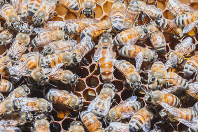 Full frame shot of honey bees on honeycomb