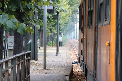 Road along trees