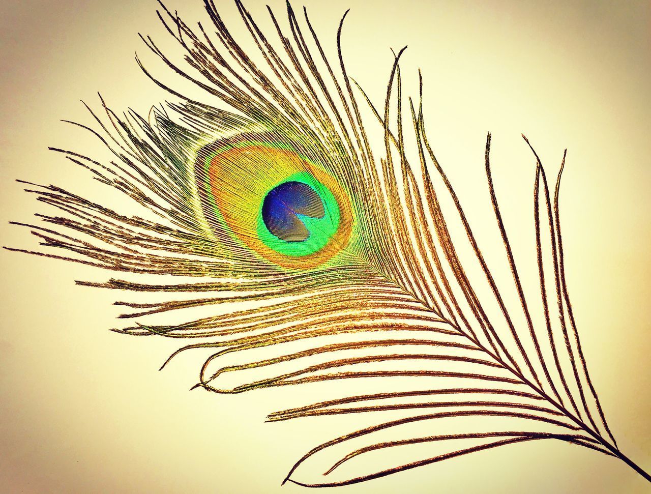 CLOSE-UP OF PEACOCK