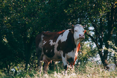 Horse grazing on field