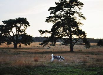 Dog on field against sky