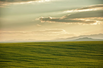 Scenic view of agricultural field against sky during sunset