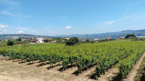 Scenic view of vineyard against sky