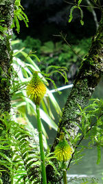 Close-up of flowering plant against trees