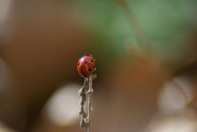 Close-up of ladybug on plant