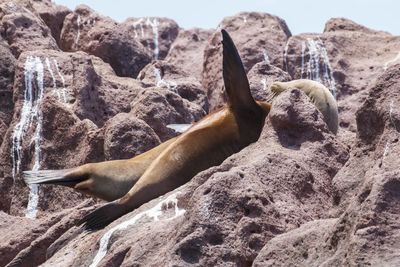 A sealion sleeping with one flipper up covering its face