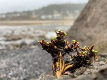 Close-up of dead plant on rock