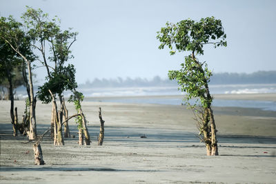 Trees on beach against sky