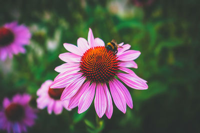 Close-up of purple coneflower