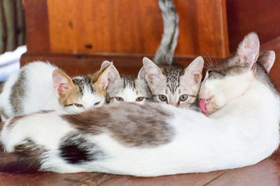 Close-up of cat lying on floor feeding her babys