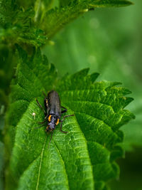 Close-up of beetle on leaf