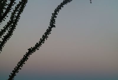 Low angle view of silhouette plant against clear sky
