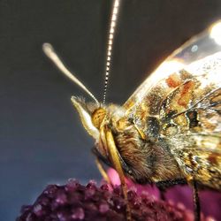 Close-up of bee pollinating on flower