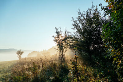 Trees on field against clear sky