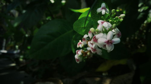 Close-up of white flowers blooming outdoors