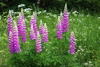 Close-up of pink flowering plants